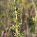 Vogtia annua Mosusu
