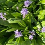 Tractema lilio-hyacinthus Cvet