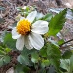 Bidens pilosaFlor