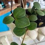 Peperomia pecuniifolia Blatt