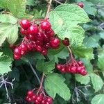 Viburnum opulusFrugt