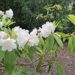 Rhododendron decorum Hábito