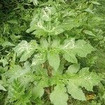 Heracleum sibiricumLeaf