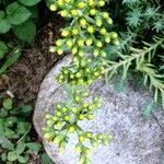 Petrosedum rupestre Flower