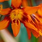 Crocosmia × crocosmiiflora Beste bat