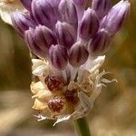 Allium acutiflorum Bloem