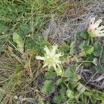 Trifolium fucatum Natur