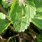 Stachys arvensis Liść