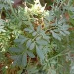 Ruta chalepensis Leaf