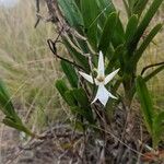 Jumellea rigida Flor