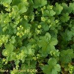 Alchemilla fissa Habitus