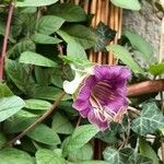 Cobaea scandens Virág