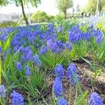 Muscari botryoidesCostuma