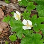 Rubus chamaemorus पत्ता