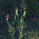 Dichanthelium acuminatum Habitus