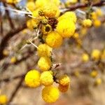 Acacia farnesiana 花