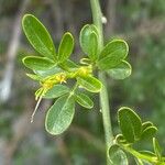 Jasminum fruticans Hoja