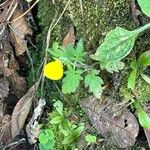 Calceolaria tripartita Flor