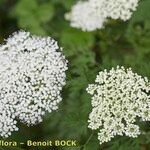 Cnidium silaifolium Flower