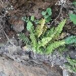 Asplenium marinum Leaf