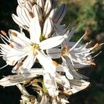 Asphodelus macrocarpus Blüte