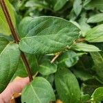 Lonicera japonicaLeaf