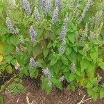 Salvia hispanicaফুল