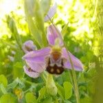 Ophrys apiferaFlower