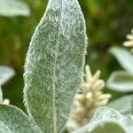 Salix glauca Leaf