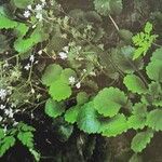 Saxifraga hirsuta Hábito