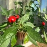 Capsicum annuumFruitua