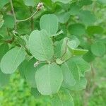 Guiera senegalensis Blad