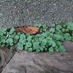 Cymbalaria muralis Leaf