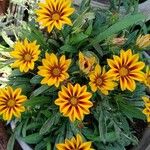 Gazania rigensKvět