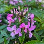 Cleome houtteana Fleur