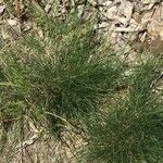 Agrostis rupestris List