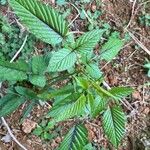 Rubus columellaris Hoja