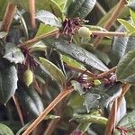 Berberis julianae 果