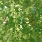 Galium porrigens Hábito