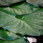 Nymphaea odorata Leaf