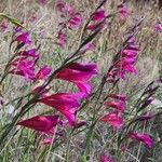 Gladiolus dubius Квітка