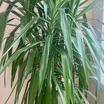 Yucca gigantea Συνήθη χαρακτηριστικά