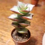 Crassula perforata Folha