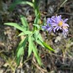 Symphyotrichum laeve Хабит