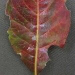 Petersianthus macrocarpus Leaf