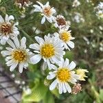 Symphyotrichum pilosum Flower