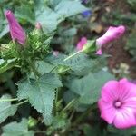 Malva trimestris Leaf