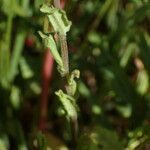 Legousia speculum-veneris Frunză