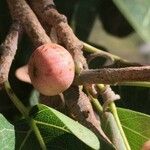 Ficus ingens Фрукт