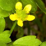 Ranunculus muricatus ফুল